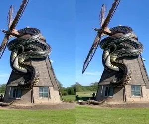 شاهکار حیات وحش؛ پیتون غول فکر کرد آسیاب بادی غذاست پیچید دورش ببلعه تیکه شد