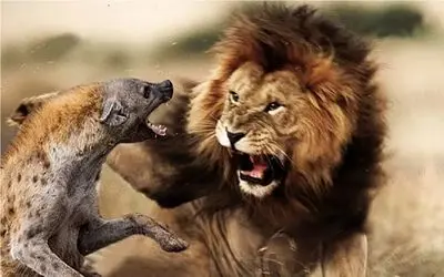 نبرد حیات وحش/کفتار پیر و خسته بچشو پیشکش شیر سلطان کرد