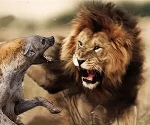 نبرد حیات وحش/کفتار پیر و خسته بچشو پیشکش شیر سلطان کرد