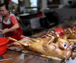 فرآوری سگ؛ سگ ها رو زنده به سیخ میکشن رو آتیش کباب میکنن با سس سویا سرو میکنن