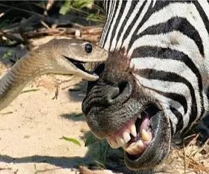 مستند حیات وحش / مار مرگ رو میاره جلو چشم خر راه راه