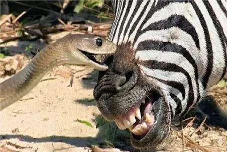 مستند حیات وحش / مار مرگ رو میاره جلو چشم خر راه راه