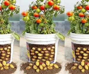 کشاورزی نوین؛ تو سطل جادویی محصول کاشتن از زیر سیب زمینی از بالا گوجه میده