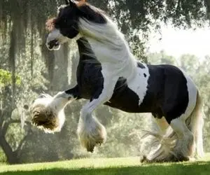 کارخانه حیوانات؛ اسب خوشگلی که پوستش عین گاو خال خالیه موهاشم یه وری ریخته تو صورتش