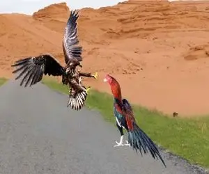 جذابیت حیات وحش / عقاب وقتی میفهمد خروس مبارز است که دیگه دیر است