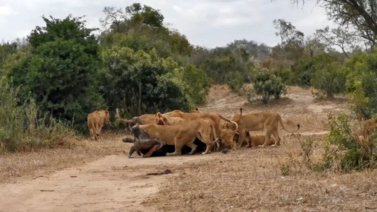 Lions killing buffalo in Greater Kruger