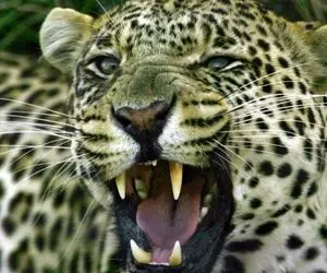 مستند حیات وحش؛ پلنگ هایی که نصفه شب هوس گوشت بوفالو کردن