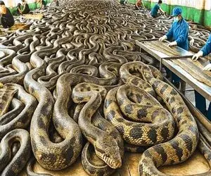 فرآوری مار؛ پیتون با مرغ دادن غول میکنن که پوستشو بکنن کت تنشون پزشو بدن