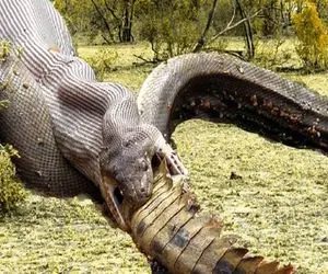 بدایع حیات وحش / مبارزه شدید تمساح در مقابل مار پس از حمله حیوانات وحشی