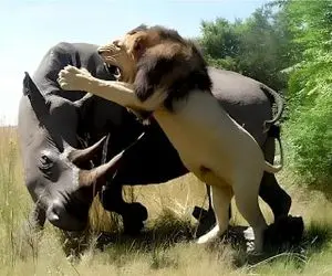 مستند حیات وحش / کرگدن قلدار قادر است با شیر، کفتار و حتی فیل سر شاخ شود