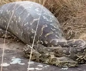 شاهکار حیات وحش؛ پیتون غول پیکر بعد خوردن فیل واسه هضم کردنش توان خزیدن نداشت