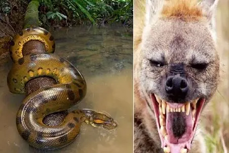 مستند حیات وحش/ آناکوندا ؛ کفتارها