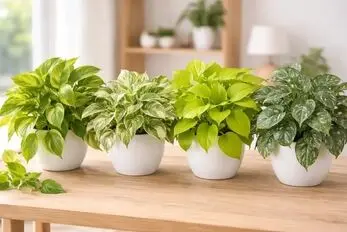 شادابی و پرپشتی گیاه آپارتمانی پتوس؛ اشتباهات  آسیب زا در نگهداری