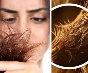 موخوره چیست و چگونه ایجاد میشود؟ راهنمای جلوگیری از موخوره و رفع چند شاخگی مثل درخت