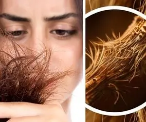 موخوره چیست و چگونه ایجاد میشود؟ راهنمای جلوگیری از موخوره و رفع چند شاخگی مثل درخت