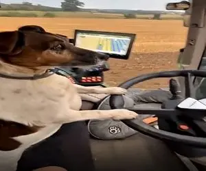 کشاورزی نوین؛ سگ رو آموزش دادن بشینه پشت فرمون زمینو شخم بزنه