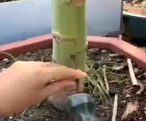 کشاورزی نوین؛ درخت بیچاره رو با میخ کلا سوراخ کرد تهش انقد میوه داد انگار کتک میخواست