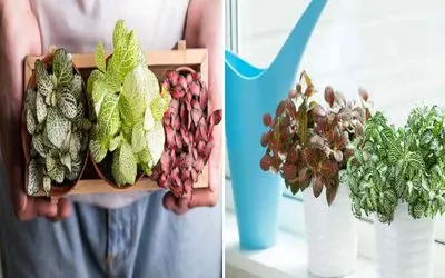 فیتونیا، گیاه خوش تیپ خونتون چیا لازم داره؟/ اصول نگهداری از این گیاه خوش رنگ