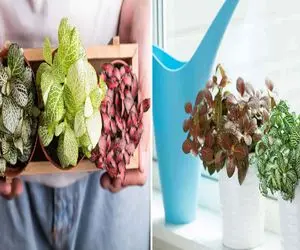 فیتونیا، گیاه خوش تیپ خونتون چیا لازم داره؟/ اصول نگهداری از این گیاه خوش رنگ