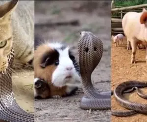 قلمرو حیوانات؛ ایستادگی گربه، خوک و حتی سگ برای حفظ توله ها مقابل مار