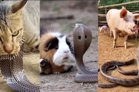 قلمرو حیوانات؛ ایستادگی گربه، خوک و حتی سگ برای حفظ توله ها مقابل مار