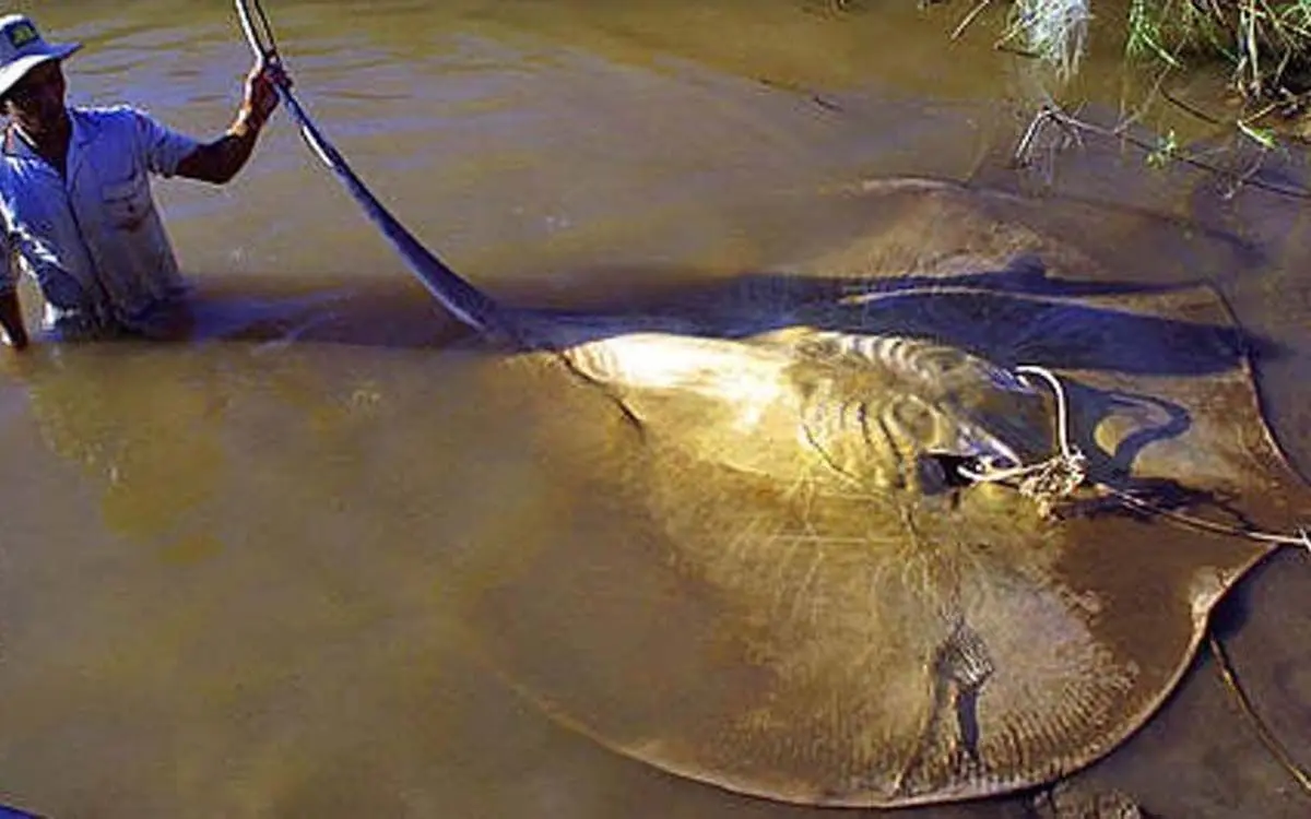 stingray-19051