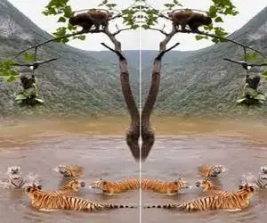 صحنه دهشتناک؛ میمون های لاجون همدیگه رو قربونی میکنن تا خودشون خوراک ببر شریر نشن