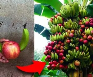 کشاورزی نوین؛ موز رو با نوشابه ریشه دار کن با سیب پیوند بزن یه میوه جدید تحویلت میده