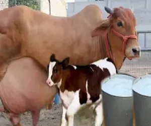 گاوهای باورنکردنی؛ گاوی که روزی 200 کیلو شیر میده موقع راه رفتن کت واک میکنه