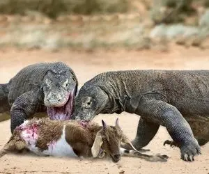 از جذابیت های حیات وحش؛ زهر چشم کومودو از گله بزها و یکی رو به دندون کشید دور میزنه