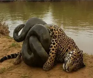 جذابیت حیات وحش / چه کسی میتوان مانع پیتونی شود که میخواهد چپاول کند؟