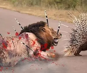 از جذابیت های حیات وحش؛ شیر پرادعا هنگام شکار احمقانه جوجه تیغی به فنا رفت