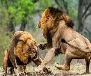 نبرد حیات وحش/ درگیری وحشیانه شیر ها با یکدیگر/ از گشنگی به جون خودشون افتادن