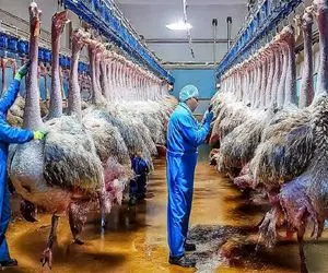 فرآوری شترمرغ؛ بعد بارور کردن شترمرغ و زاد و ولد پرکنده میفرستن برای سلاخی