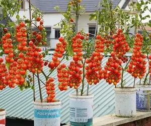 کشاورزی نوین؛ کاشت گوجه گیلاسی توی دبه با آبیاری قطره ای 