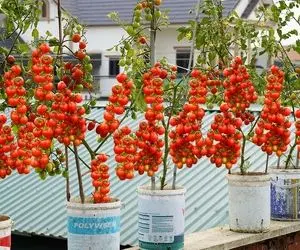 کشاورزی نوین؛ کاشت گوجه گیلاسی توی دبه با آبیاری قطره ای 