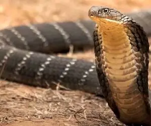 مستند حیات وحش؛ این یک شاه کبرای مالزیایی است طولانی‌ترین مار سمی روی کره زمین