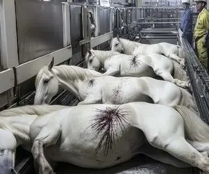 فرآوری اسب؛ اسب سفید محتضر و با تیر خلاص میکنه به چهار میخ میکشه سوسیس ناب شه