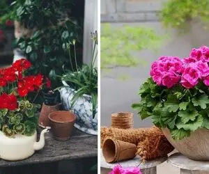 نمونه گیاهان آپارتمانی سریع‌الرشد که زود گل میدن؛ خوشگلاسیون خانه برای افراد عجول