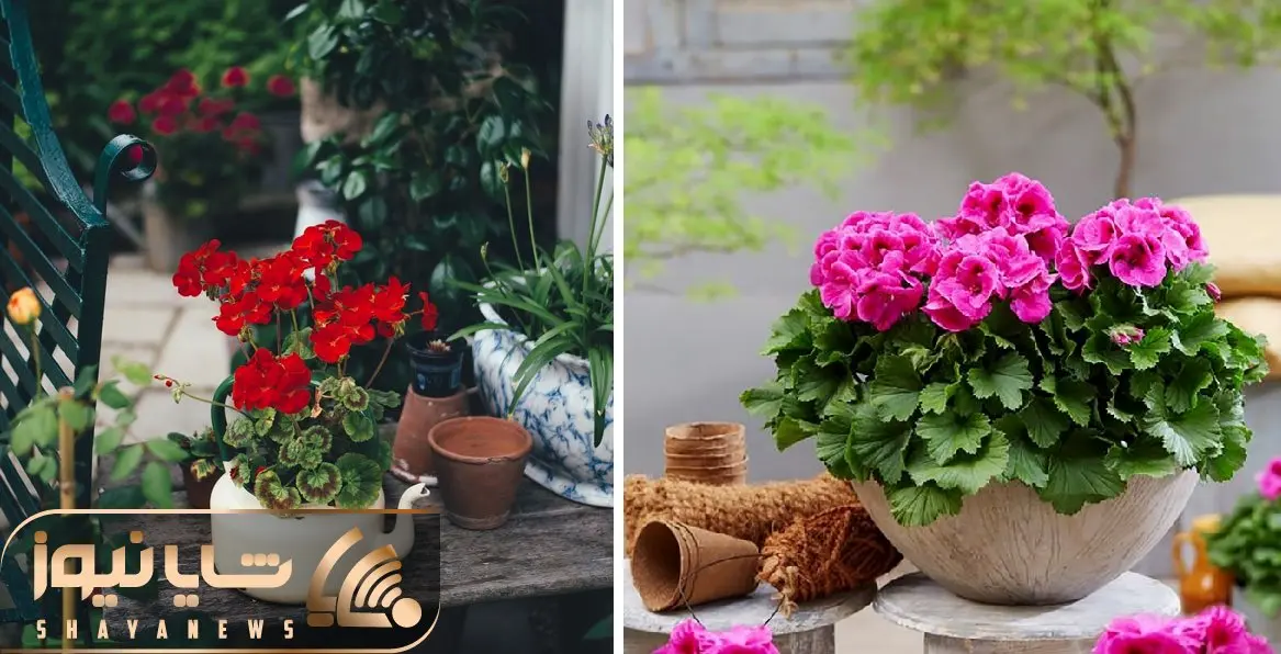 نمونه گیاهان آپارتمانی سریع‌الرشد که زود گل میدن؛ خوشگلاسیون خانه برای افراد عجول