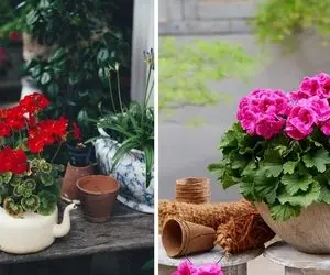 نمونه گیاهان آپارتمانی سریع‌الرشد که زود گل میدن؛ خوشگلاسیون خانه برای افراد عجول