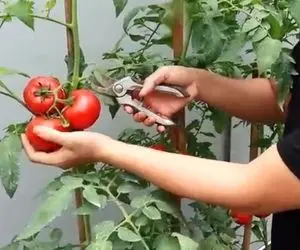 کشاورزی خلاقانه؛ روش جالب کاشت گوجه واسه اونایی که باغچه ندارن آبیاریشم قطره ای کن