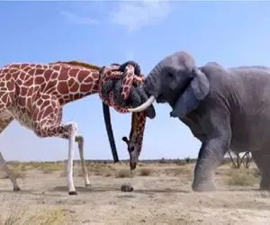 مستند حیات وحش / فیل گردن زرافه 2 تنی رو میشکونه