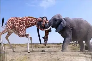 مستند حیات وحش / فیل گردن زرافه 2 تنی رو میشکونه