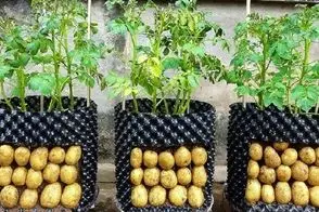 کاشت و برداشت خانگی؛ باغچه نداری و میخوای سیب زمینی بکاری؟ بیا بهت بگم چکار کنی