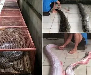 مزرعه شگفت انگیز پرورش مار پیتون / از پوست گیری تکان دهنده تا خورشتی کردن گوشت مار