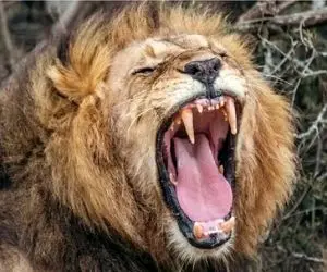 حیات وحش مصنوعی/شیر گرسنه یه جا کله انسانو میبلعه