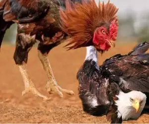 از جذابیت‌های حیات وحش؛ عقاب میره سراغ مرغا خروس غیرتی میشه ناکارش میکنه