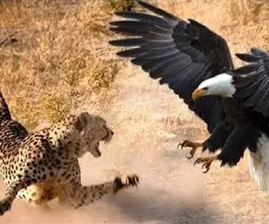 مستند حیات وحش / خشم عقاب برافروخته شد پلنگ را به نیش کشید