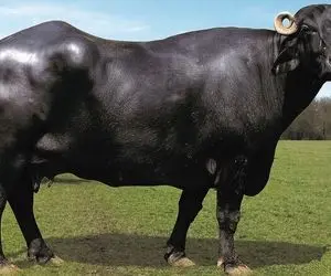 فرآوری گاو؛ گاو هاشون رو زردچوبه دادن حالا هر چی می دوشن شیرشون بند نمیاد